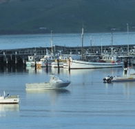 The Apollo Bay Hotel - Great Ocean Road Restaurant