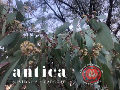 Antica Australis - Winter Fire Festival - Great Ocean Road Restaurant 0