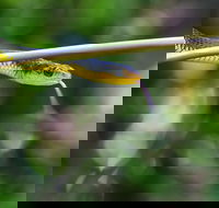 Be Welcomed by Wildlife at the Australian Wildlife Sanctuary - Great Ocean Road Restaurant