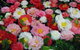 Camellia's Australia National Camellia Show - thumb 0