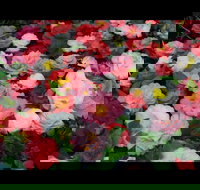 Camellia's Australia National Camellia Show - Great Ocean Road Restaurant