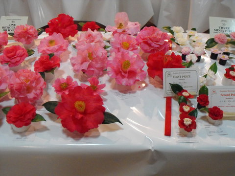 Camellia's Australia National Camellia Show - Great Ocean Road Restaurant 1