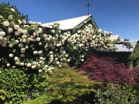 Crookwell Garden Festival - Great Ocean Road Restaurant 1