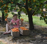 Fruit Bottling Sessions at Rayner's Orchard - Great Ocean Road Restaurant