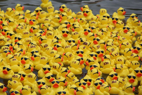 Gerringong Men’s Shed Annual Duck Derby - Great Ocean Road Restaurant 1