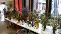 Grampians Wildflower Show