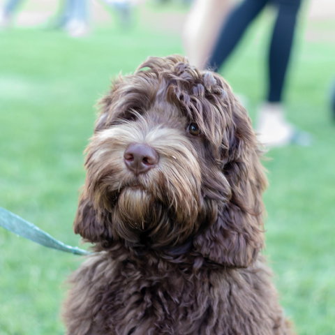 Ripley Markets - Great Ocean Road Restaurant 1