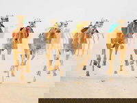 The Quirindi Camel Cup