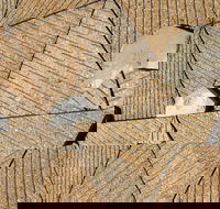 WA Now  Tom Mller Monolith Scores - Virtual Exhibition - Great Ocean Road Restaurant