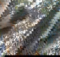 Annual Koala Count - Great Ocean Road Restaurant