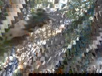 Annual Koala Count