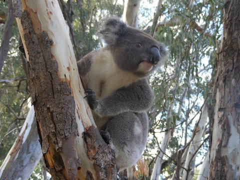 Annual Koala Count - Great Ocean Road Restaurant 0
