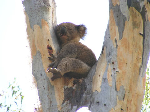 Annual Koala Count - Great Ocean Road Restaurant 2