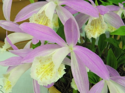 Blackheath Flower And Craft Show - Great Ocean Road Restaurant 2