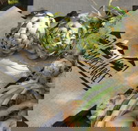 Blayney Farmers' Market - Great Ocean Road Restaurant