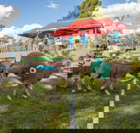 Caragabal Sheep Races - Great Ocean Road Restaurant