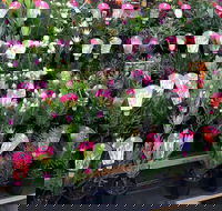 Culburra Beach Monthly Markets - Great Ocean Road Restaurant