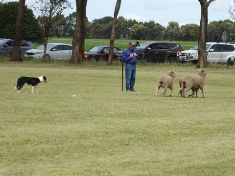 Dean Sheepdog Trials - Old Sniff Classic - Great Ocean Road Restaurant 0