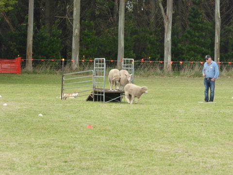 Dean Sheepdog Trials - Old Sniff Classic - Great Ocean Road Restaurant 2