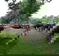 Dorrigo Agricultural Show - Great Ocean Road Restaurant