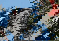 Esperance Wildflower Festival