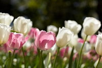 Floriade Reimagined
