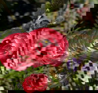 Garden Expo Benalla - Great Ocean Road Restaurant