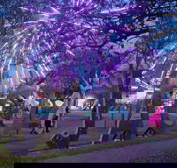 Grafton Jacaranda Festival - Great Ocean Road Restaurant