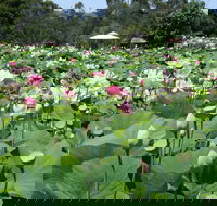 Lotus Flower Season - Great Ocean Road Restaurant