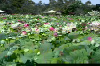Lotus Flower Season