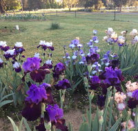 Riverina Iris Farm Open Garden and Iris Display - Great Ocean Road Restaurant