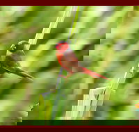 Spring into Finches and Softbills - Great Ocean Road Restaurant