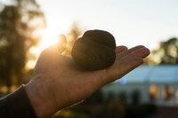 The Truffle Festival - Canberra Region