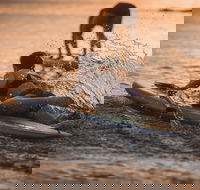 The Bay Games - Jervis Bay - Great Ocean Road Restaurant