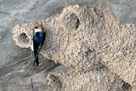 2020 Katherine Bird Festival