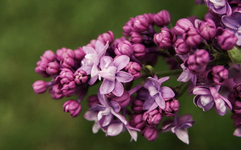 69th Annual Goulburn Lilac City Festival - Great Ocean Road Restaurant 0