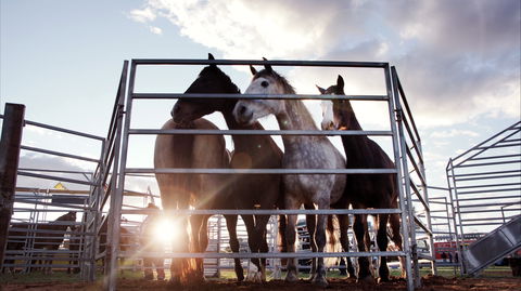 Cunnamulla Fella Festival 2020 - Great Ocean Road Restaurant 1