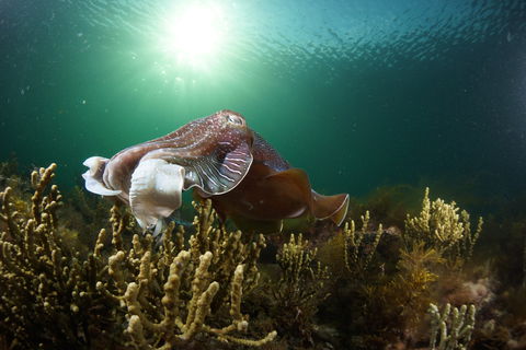 Cuttlefish Diving & Snorkeling EVERYDAY May -August - Great Ocean Road Restaurant 0
