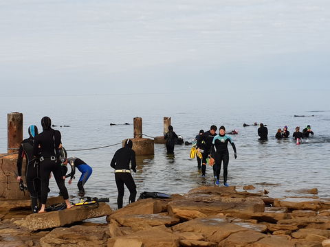 Cuttlefish Diving & Snorkeling EVERYDAY May -August - Great Ocean Road Restaurant 1