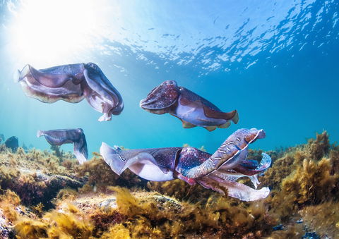 Cuttlefish Diving & Snorkeling EVERYDAY May -August - Great Ocean Road Restaurant 2