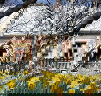 Daffodils at Rydal - Great Ocean Road Restaurant