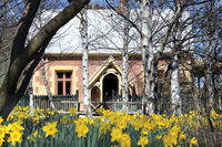 Daffodils at Rydal