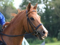 Glen William Gymkhana