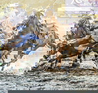 Gundagai Rodeo - Great Ocean Road Restaurant