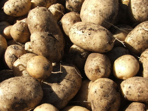 Guyra Lamb And Potato Festival - Great Ocean Road Restaurant 1