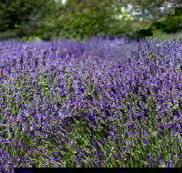 Lavender Herb and Chilli Festival - Great Ocean Road Restaurant