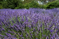 Lavender Herb and Chilli Festival