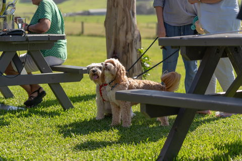 Live Music Sundays At Mountain Ridge Wines - Great Ocean Road Restaurant 1