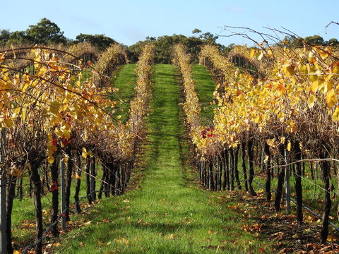 Miners Ridge Wine Tasting - Great Ocean Road Restaurant 0