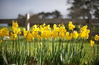 Sunday at Cruden Farm